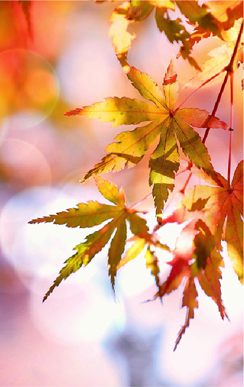 紅葉